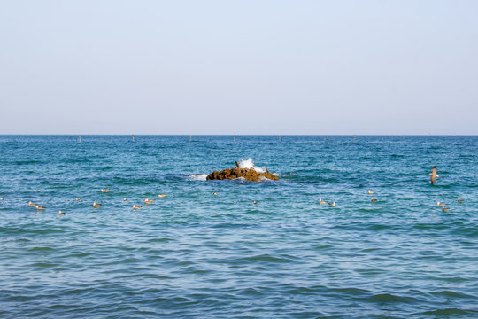 Fototapeta Sea gulls on a rock in the sea