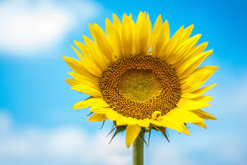 sunflower on background of clouds and blue sky