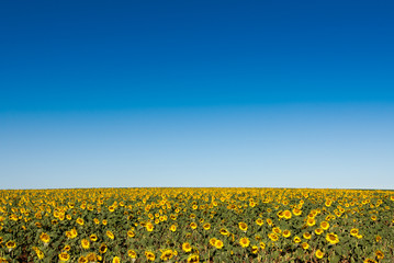 field of sunflowers, high horizon the background out of focus