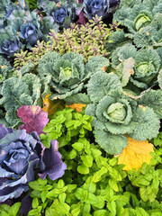 Colorful summer vegetable garden © Studio Light & Shade