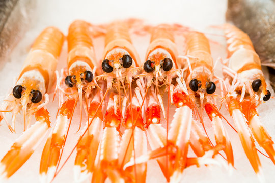 a handful of nephrops