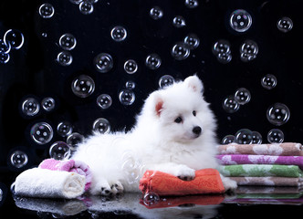 Fototapeta na wymiar Japanese Spitz puppy and bubbles