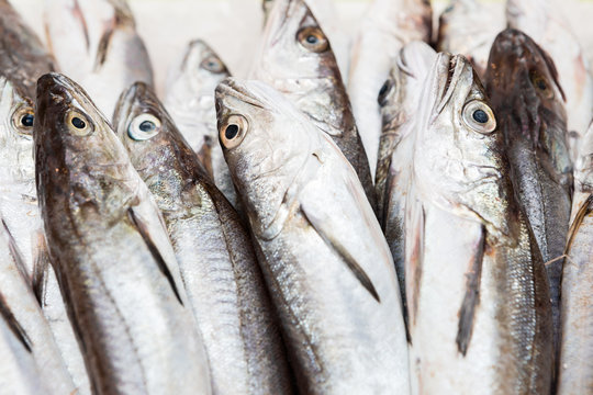 Hake fishes at fish market