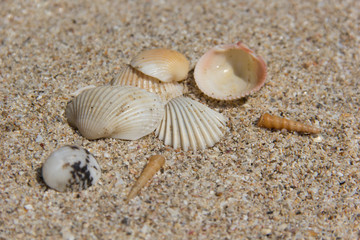 Shells on a sand background.