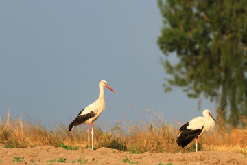 bird
