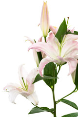 beautiful white lily