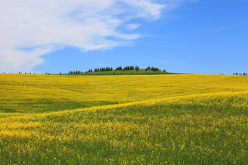 Fototapeta premium Rapeseed fields