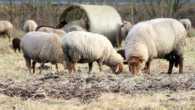 Schafe und L&auml;mmer draussen im Winter  