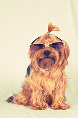 Sitting portrait of dog in sunglasses