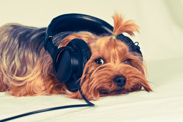 Cute dog listen to music