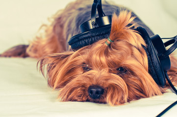 Cute dog listen to music