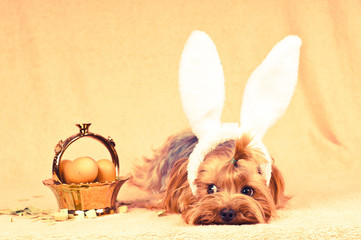 Cute dog like easter bunny