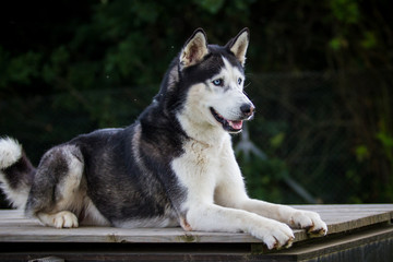 Husky
