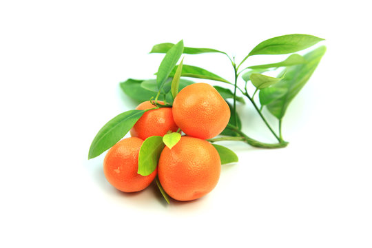 Fresh Kumquat fruits with leaves on white background