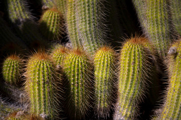 Grouping  of desert cactus Close-up