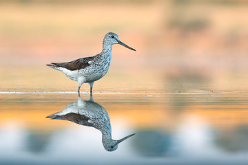 Common Greenshank