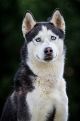 Husky Portrait