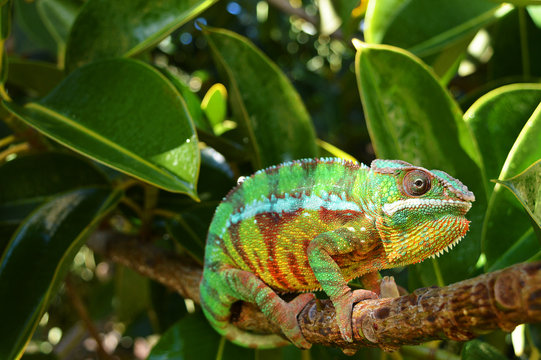 Panther Chameleon (furcifer pardalis)