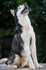 Aufmerksamer Husky