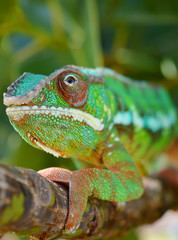 Panther Chameleon (furcifer pardalis)