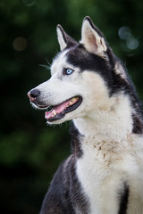 Husky