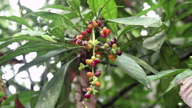 Hallucinogenic plant Amiruca Panga (Psychotria viridis)