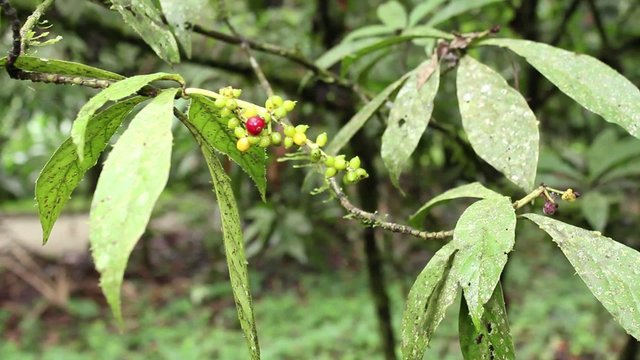Hallucinogenic plant Amiruca Panga (Psychotria viridis)