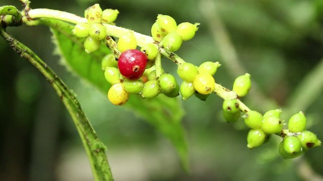 Hallucinogenic plant Amiruca Panga (Psychotria viridis)