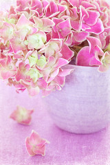 Pink hydrangea flowers ,vintage style ,grunge paper background.
