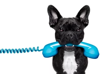 Zelfklevend Fotobehang Grappige hond dog phone telephone