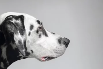 Rolgordijnen Confident purposeful Dalmatian dog © fserega