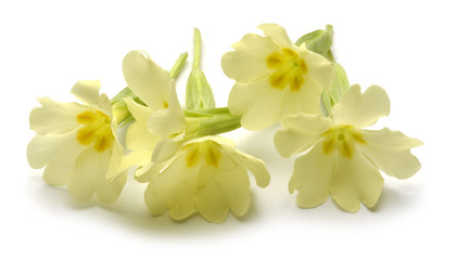 Naklejka premium Vivesläktet Primula Primeln Primevère Pierwiosnek 報春花屬