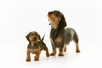 Wirehaired dachshund mother and puppy dog
