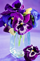 beautiful purple pansy flowers on a colorful background