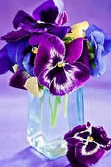 Poster Pansies beautiful purple pansy flowers on a colorful background