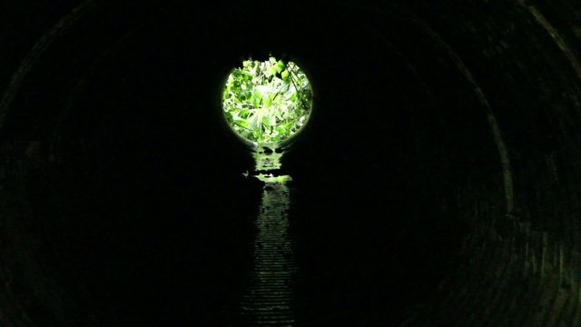 Bats roosting in a road culvert in the Ecuadorian Amazon
