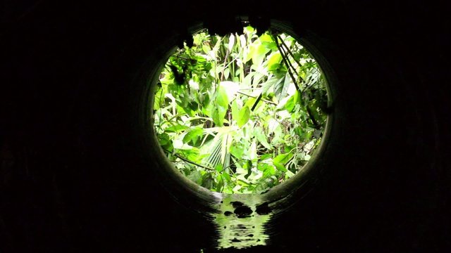 Bats roosting in a road culvert in the Ecuadorian Amazon