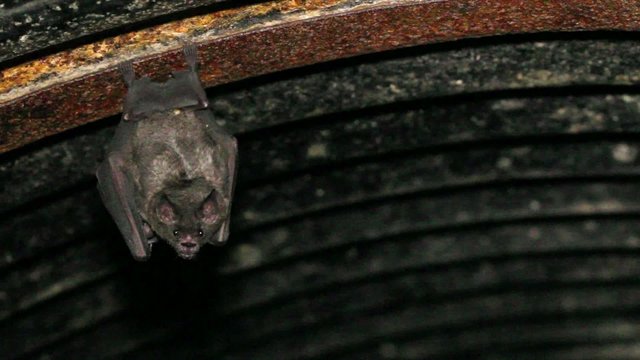 Bats roosting in a road culvert in the Ecuadorian Amazon