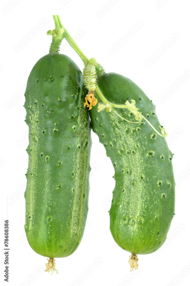 Wall mural cucumber