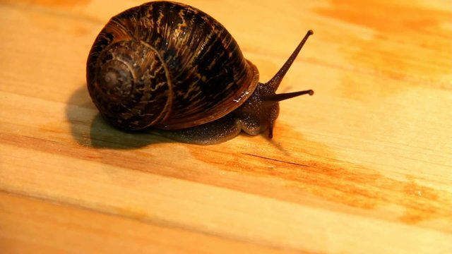Big garden snail  on a wooden surface