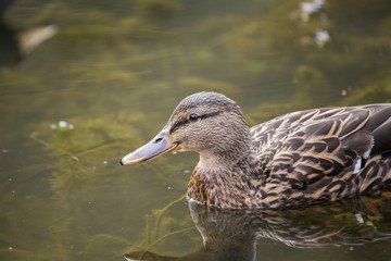 Fototapeta premium Mallard