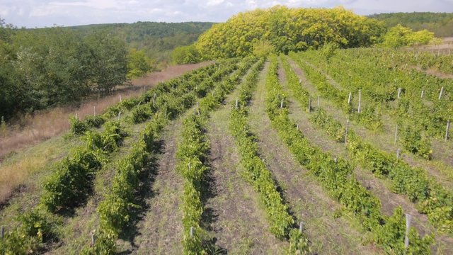 Aerial view of village with wineyards