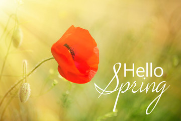 Obraz premium Poppy flower, outdoors. Hello spring concept
