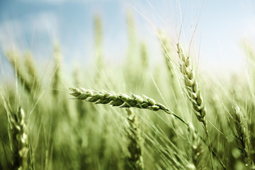 green wheat field and sunny day