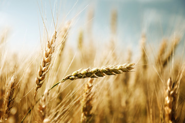 golden wheat field and sunny day - obrazy, fototapety, plakaty