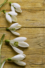 Galanthus nivalis Kleines Schneeglöckchen Bucaneve