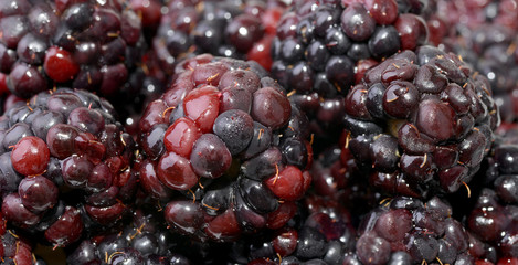 Blackberries