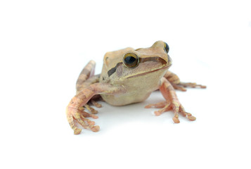 frog