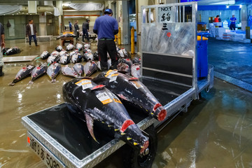 Naklejka premium Tuna auction at Osaka Central Wholesale Market