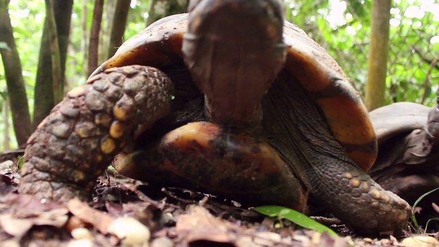 Yellow-footed tortoises (Chelonoidis denticulata) mating